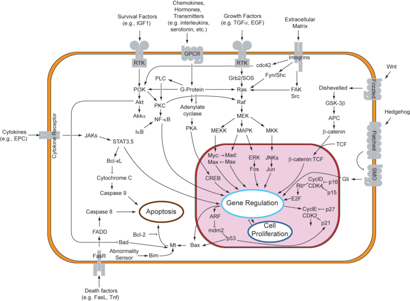 Signal transduction pathways.png