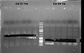 080918-PCR of colicin proteins small.jpg