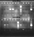 080927 colE9lys pSB1A3 Rec PCR screen small.jpg