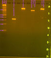 080208 PCR nir GFPf gel.jpg