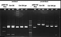 080929 digestion of ColE9-lys pSB1A3 receiver cloning small.jpg