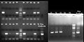 080921 single colony PCR screen pSB1A2-T9002-GFP small.jpg