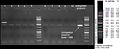 080916-PCR of mini colE9His small.jpg