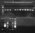 080926 colE9lys colony PCR screen small.jpg