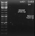 080904-colicin PCR purification.jpg
