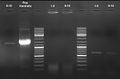 080917-pQE30His PCR controlgel 3 small.jpg