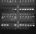 080921 colony PCR screen pSB1A2-T9002-GFP small.jpg