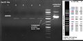 080916-PCR of mini colE1His small.jpg