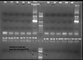 080917-T9002 without GFP PCR controlgel small.jpg