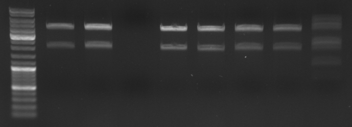 Hd-phage-08-09-24 digestion possible lambda.jpg