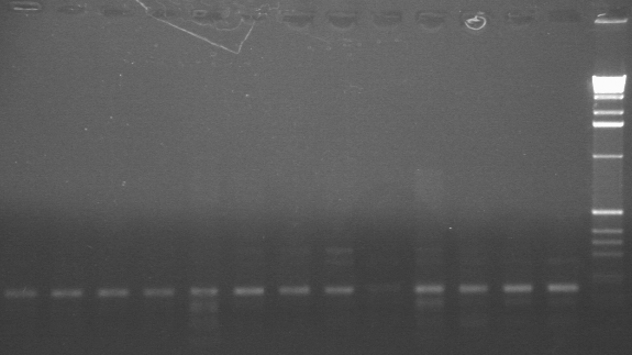 7-11 PCR gel 2 MXHTA.jpg
