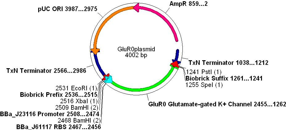 Glur0plasmid.JPG