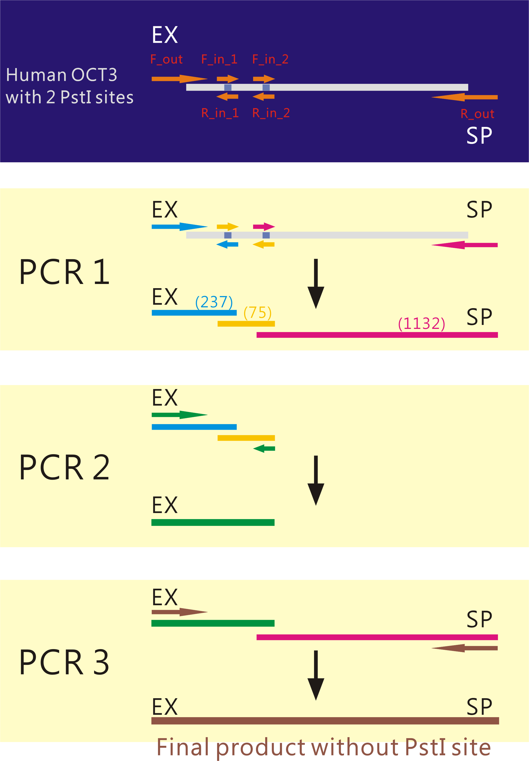 NYMU Guani humanOCT3 pointmutation PCR workflow.png