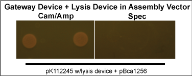 Plate245lysis.png